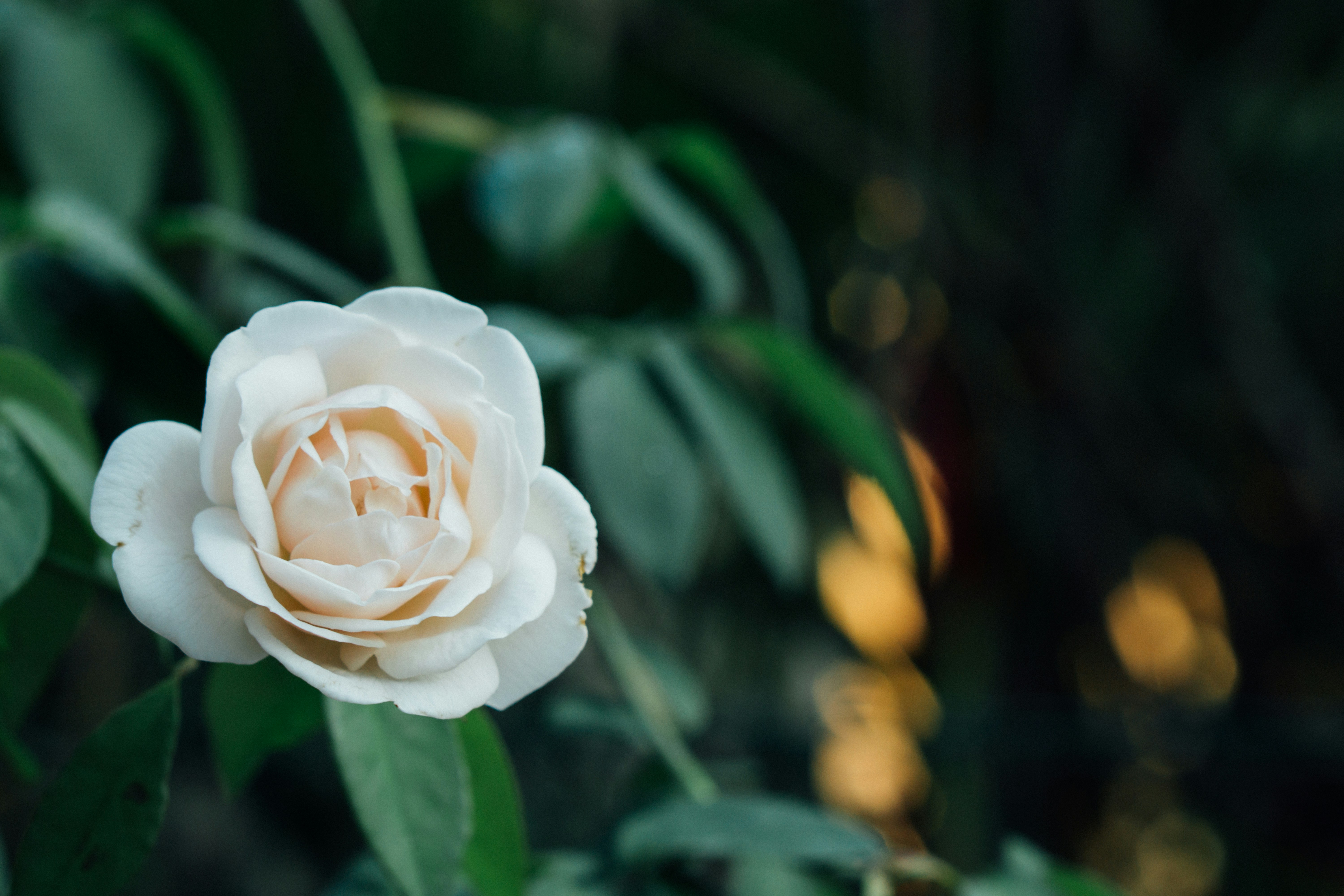 Mourizal Zativa P Spzkuqpia Unsplash